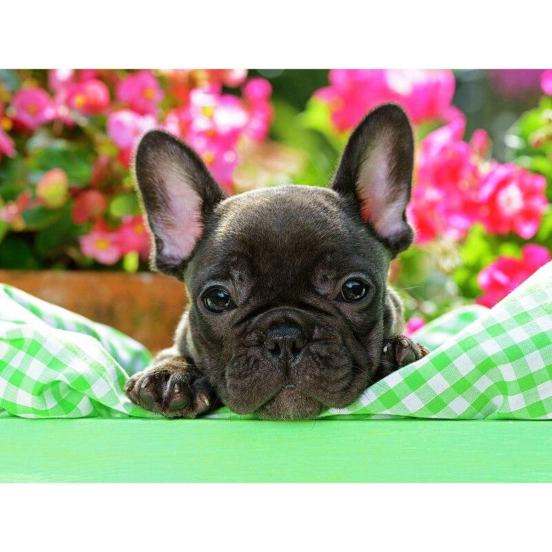 Новый 5D DIY алмазная живопись собака цветок Алмазная вышивка животное вышивка крестиком полная круглая дрель домашний декор ручной художественный подарок