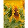 Полный 5D Diy Алмазная картина Подсолнух цветок Вышивка Крестом Домашний Декор Ручной Подарок