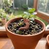 3PCS/SET Realistic Earthworm Flowerpot Decoration Resin Earthworm Ornaments  Indoor Plants