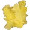Turkey Feathers - Ref 51664 - High Quality - Ideal for DIY - Multi-purpose