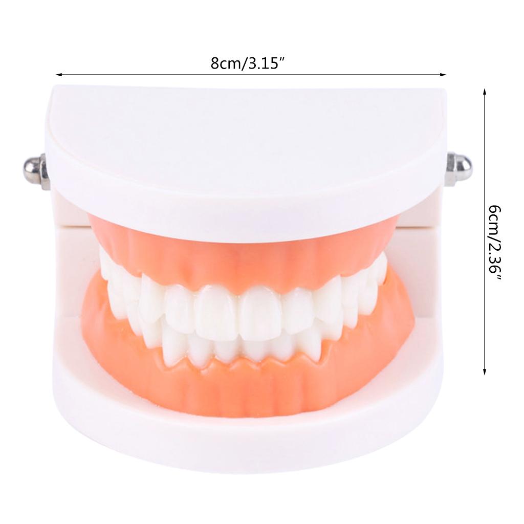 Tooth Brushing Model Dental Standard Teeth Model Typodont Demonstration Compatible with Teaching Studying Small Size