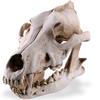 Resin Skull Decor Realistic Skeleton Head Coyote Decorative Sculptures Gothic Style Anatomical Teaching Prop for Party Halloween