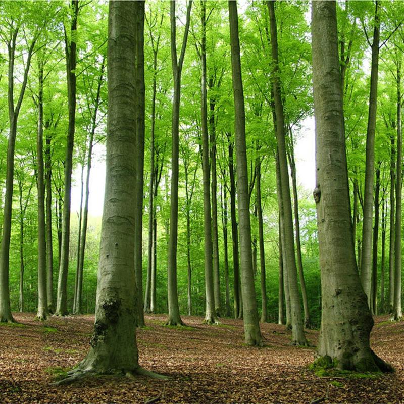 3D Wallpaper Modern Green Forest Tree Wall Mural Living Room TV Sofa Restaurant Background Wall Murals