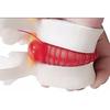 BoNew-Oral 1:1.5 Anatomical Human Lumbar Vertebrae Degenerative Lumbar Human Spine Model White Color