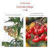 Golden Jade Prosperity Bonsai: Indoor Fruit-Bearing Plant for All Seasons, Easy Care.