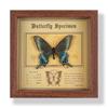 Фото рамка с настоящим specimen бабочки, декоративная картина, 3D украшение, ручная работа DIY, подарок на день рождения, specimen насекомого