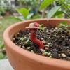 3PCS/SET Realistic Earthworm Flowerpot Decoration Resin Earthworm Ornaments  Indoor Plants