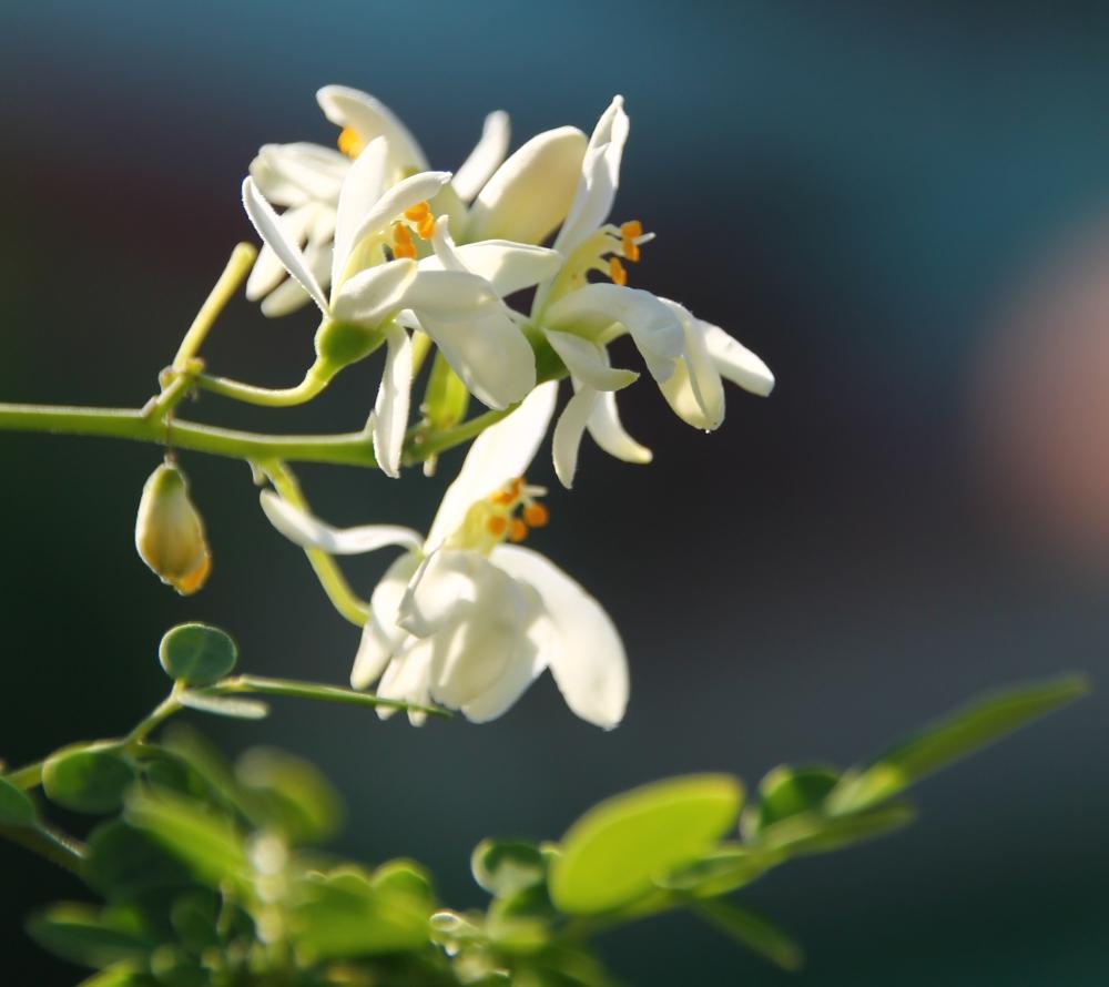 SAFLAX Хрен - 10 семян - Moringa oleifera