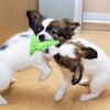 Green Cactus Dog Tartar Remover Chikatoy (9x13cm)