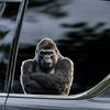 Funny Gorilla Crossed His Hands Car Sticker Waterproof Vinyl Decal on Bumper Rear Window Laptop Self-adhesive Decal For Car Accessories TM241