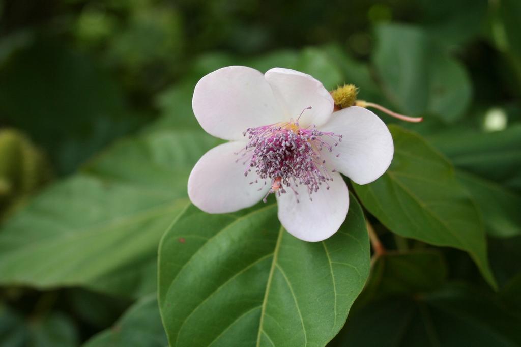 SAFLAX Подарочный набор - Дерево для губной помады - 20 семян - С подарочной коробкой, карточкой, этикеткой и субстратом для цветов - Bixa orellena