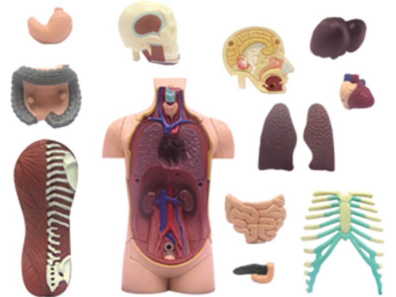 4D Human Torso Anatomy Model (626003) by Fame Master, a 4D master educational STEM puzzle.
