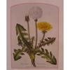 DANDELION LEAF ORGANIC HERBAL TEA 100g Taraxacum Officinalis Dried Herb