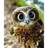 DIY Owl 5D Diamond Painting Full Round Drill Animal Diamond Embroidery Cross Stitch Mosaic Resin Crafts Kit Wall Art Home Decor