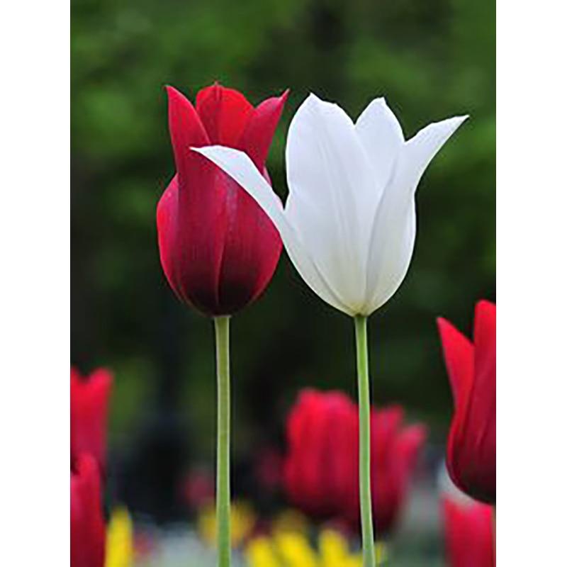 5D DIY Full Round Diamond Painting Beautiful Lush Flowers Diamond Embroidery Cross Stitch Rhinestone Mosaic Sale Home Decoration