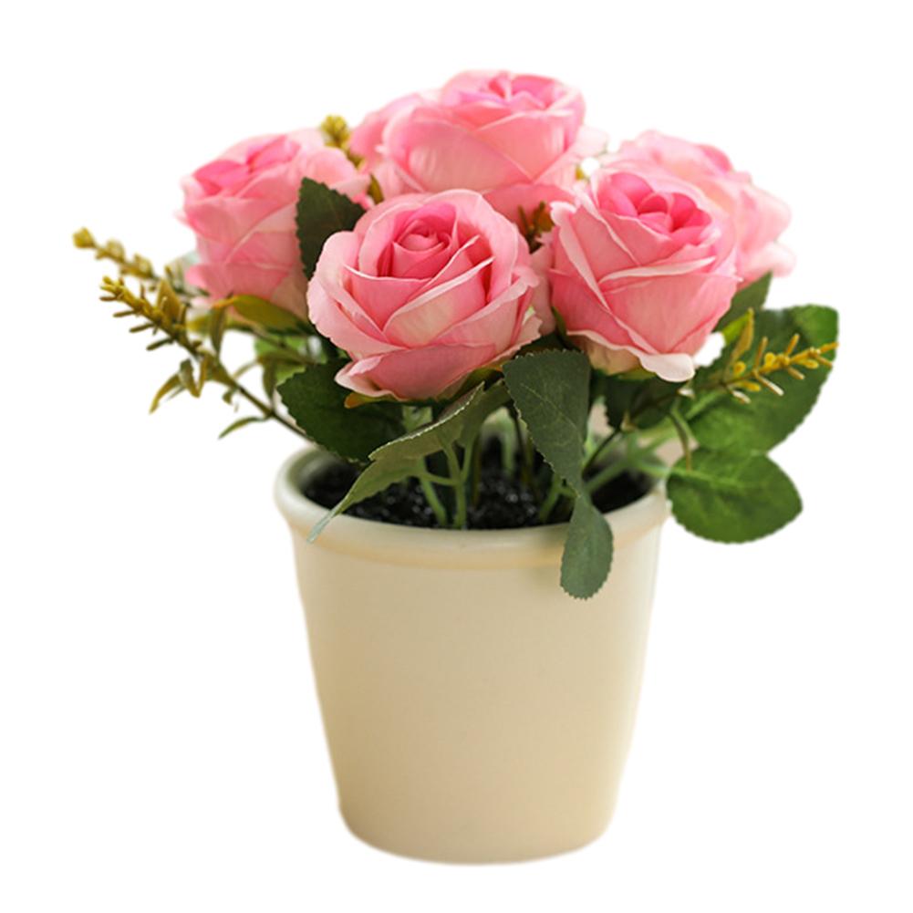 Изысканный цветок розы, свежее домашнее растение, натуральное растение в горшке