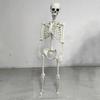Halloween Skeleton Full Body Posable Joints Realistic Human Skeleton Decorations for Party Haunted House Trick-or-Treat Festive Toy