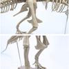 10 мл Скелет динозавра Ремесленные изделия из смолы Персонализированные настольные украшения