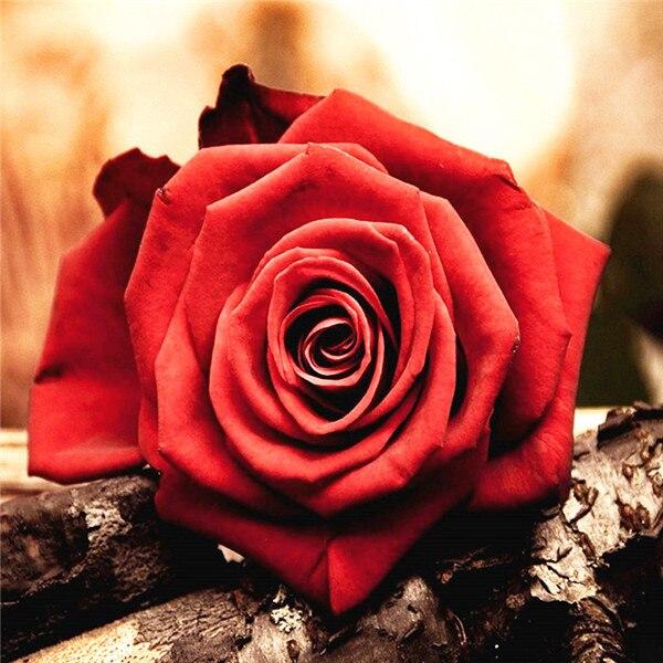 5D Алмазная мозаика "Роза" в ассортименте 50x50см