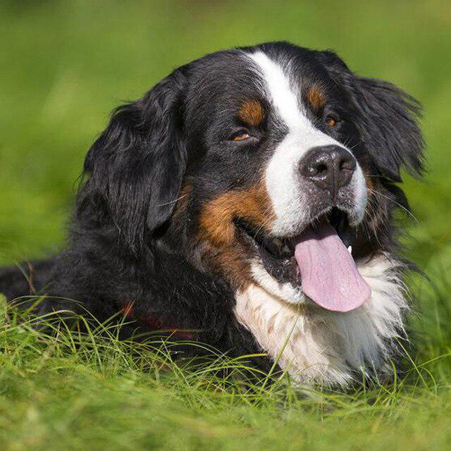 Животное DIY 5D алмазная живопись полная круглая дрель стразы мозаика домашняя собака Алмазная вышивка крестиком украшение дома