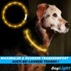 DogLight LED Dog Collar USB Light Collar Universal Size Cuttable Yellow