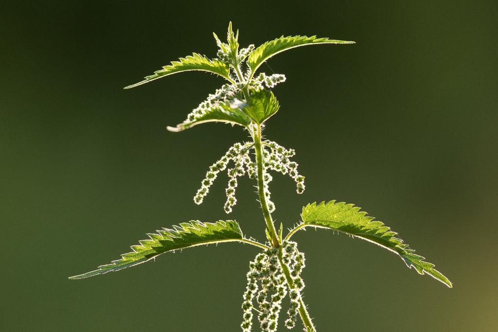 SAFLAX Garden in the Bag - Органический продукт - Крапива - 2000 семян - С субстратом в подходящем пакете - Urtica dioica