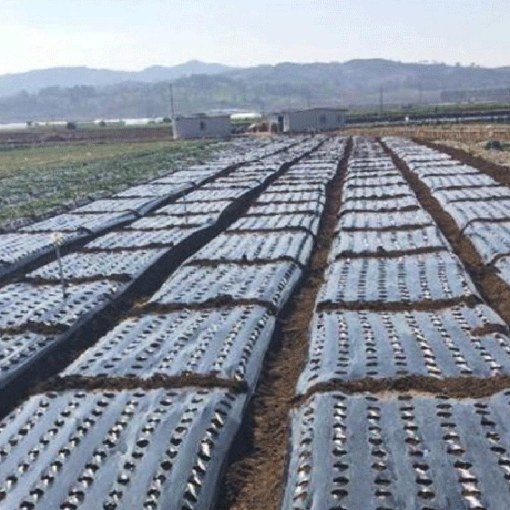 Пластиковая перфорированная мульча PE сельскохозяйственная изоляция перфорированная пленка