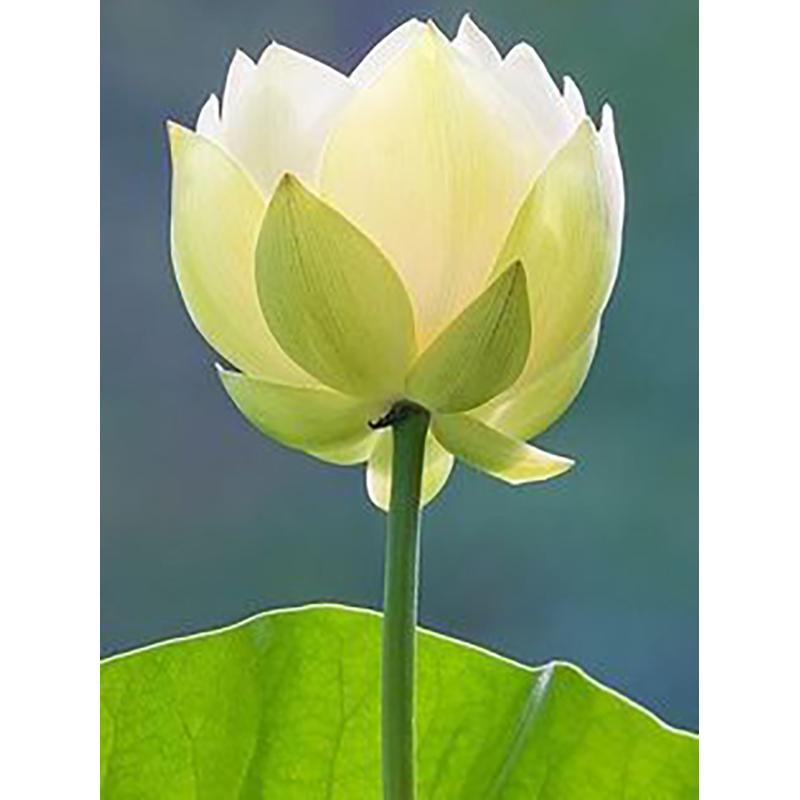 DIY 5D полный круглый дрель набор алмазов для рисования красивый цветок алмазная вышивка набор крестиков домашний декор подарок настенное искусство