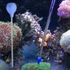 Silicone Fish Coral Feeding Tool Acrylic Coral Dispensing Feeder Coral Feeding Tube  Fish Tank
