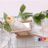 Swing Interactive Parrot Standing Swing Bird  Supplies Bird Perch Mirror Toy Cockatiel Mirror Stand