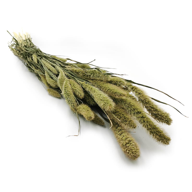 Setaria (Setarea) Natural Green - Bouquet