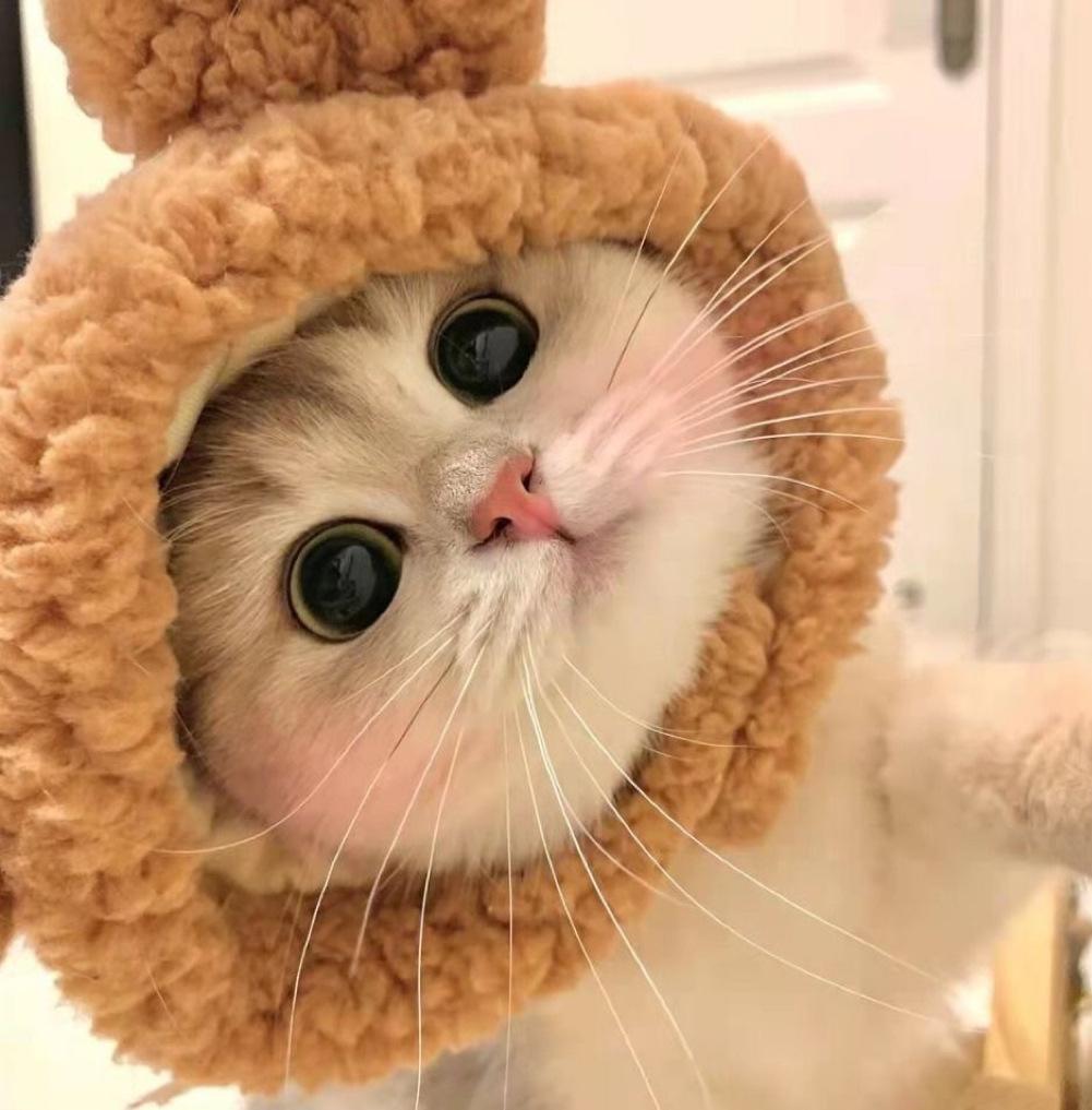 Поросенок, кошка, шляпа, цыпленок, головной убор для питомца, панда, медвежонок, собака, шляпа, головной убор, шляпа для кроссдрессинга