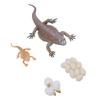 Lizard Life Cycle Figurine Toy Educational Interactive Lifelike Simulated Reptile Animal Figurine Se