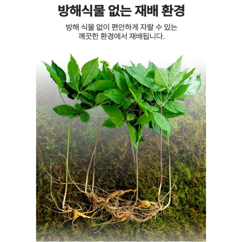 8-year-old Wild Ginseng Containing the Spirit of Gangwon-do