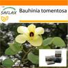 Garden in the Bag - Желтое орхидейное дерево - 30 семян - С субстратом в подходящем пакете-стойке - Bauhinia tomentosa