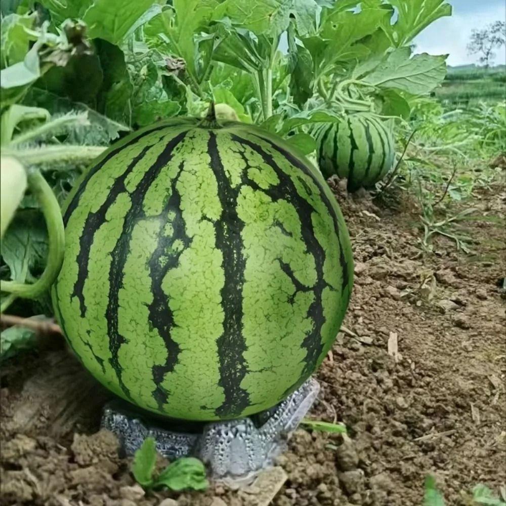 20/50Pcs Thickened Watermelon Holder Transparent Plastic Planting Pad Fruit Shop Display