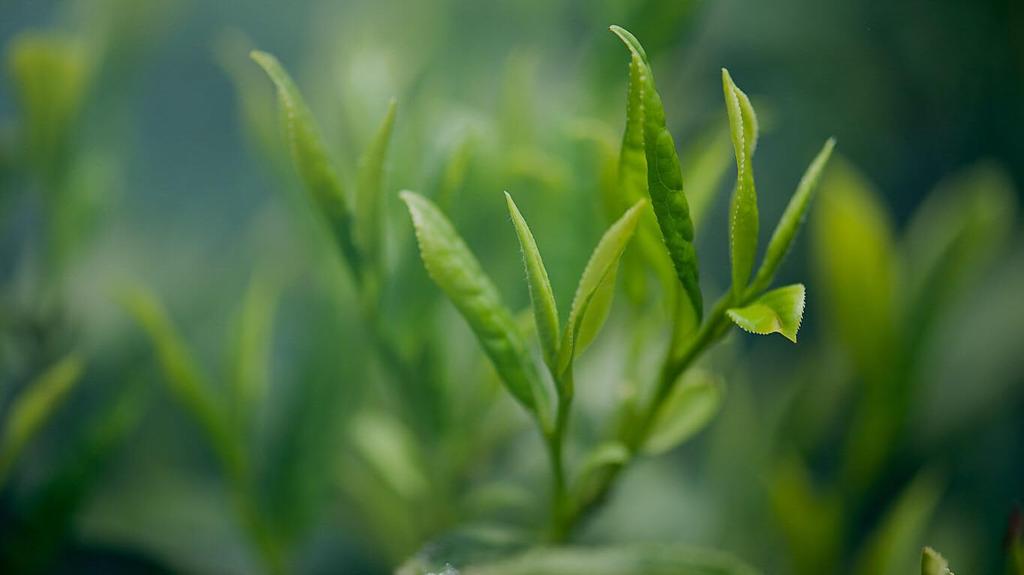 Otsuka Seicha Matcha Fuji 100g Green Tea Japanese Matcha of Mt. (Pack 5)