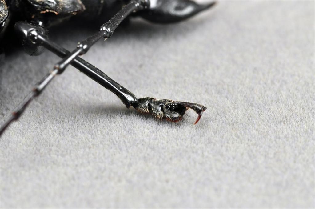 BACALYSO Nirvana size Жук-усач длинноусый магнитный иллюстрированный безопасный для пластиковых поверхностей орнамент с отделкой 1/1 фигурка, жук, крепится на холодильник