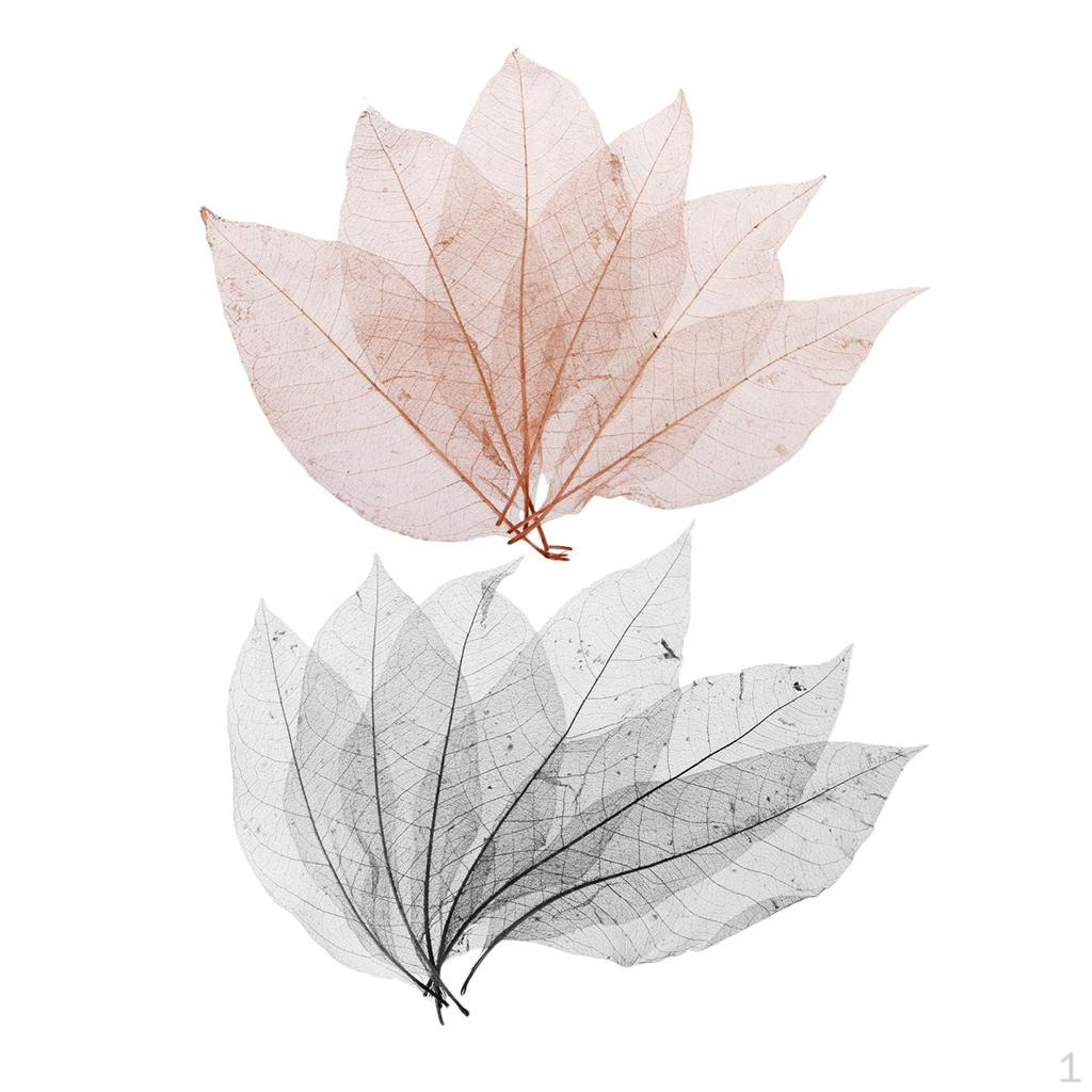 100 штук Натуральные скелетированные листья магнолии Украшение для скрапбукинга Закладка