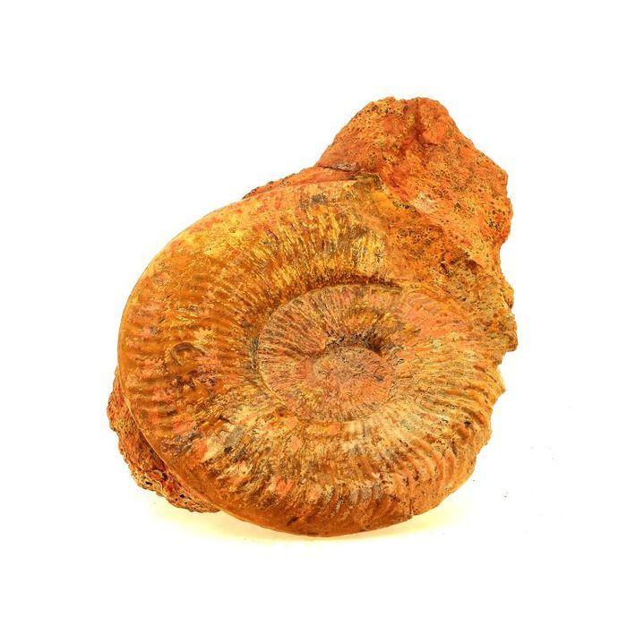 Pierres et Minéraux. Fossile Pseudogrammoceras Fallaciosum. 3766.0 ct. (10 cm) Belmont-d'Azergues, Rhône, France.