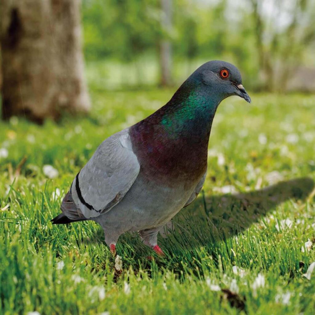 Elegant Bird Statue Garden Ornament for Outdoor Decor