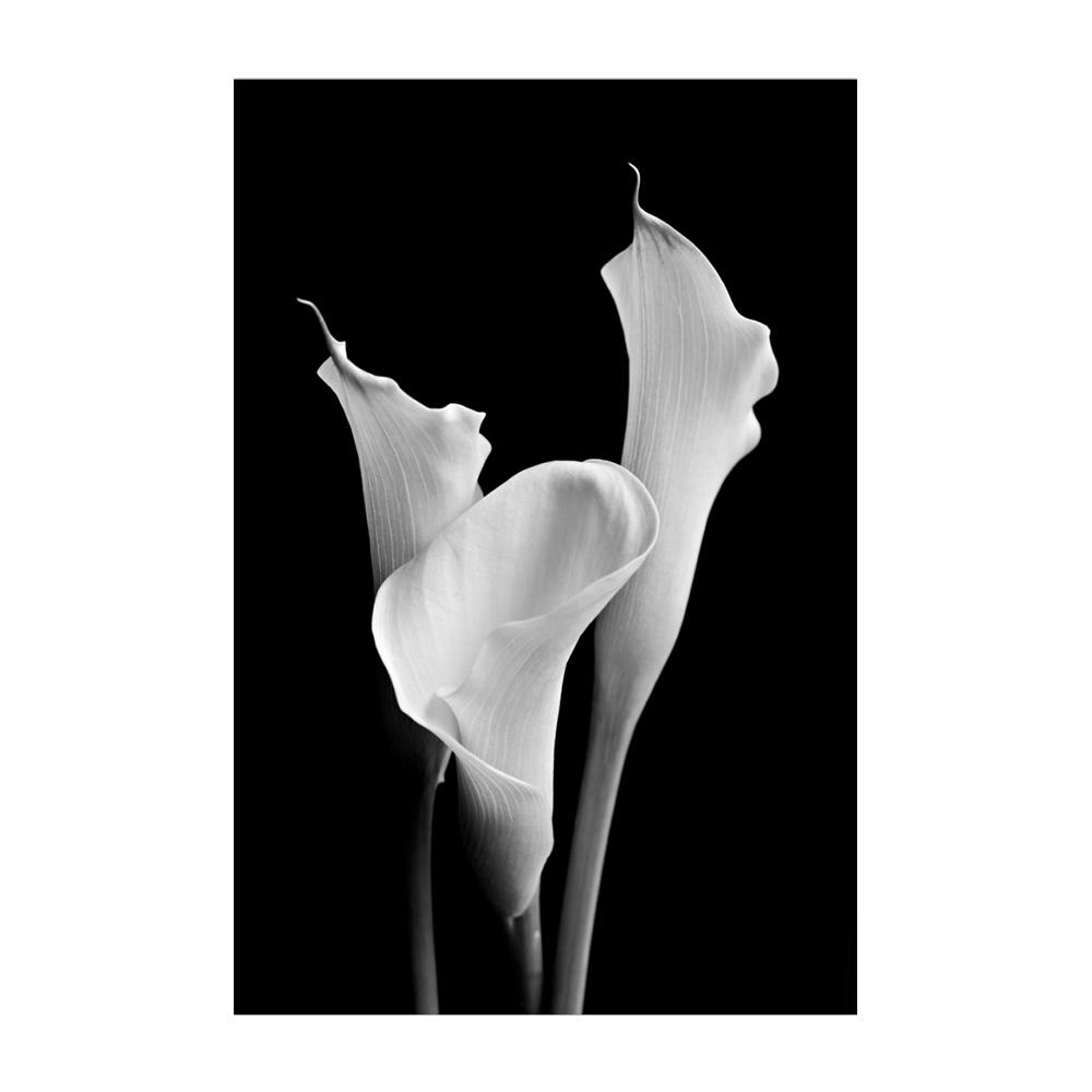 Плакаты с Каллой Лилию, черно-белые цветы, принты растений, картина на холсте, настенная роспись, художественные фотографии, гостиная, спальня, современный домашний постер, украшение