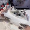 Милый Кавайный Кот Мягкая Силиконовая Игрушка-Сжималка для Снятия Стресса Подарок для Снятия Тревоги На Стол Для Детей Взрослых Декор Стола Подарок