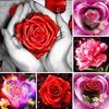 5D DIY Diamond Painting Flower Rhinestone Picture Rose Cross Stitch Kit Diamond Embroidery Round Mosaic Home Decoration