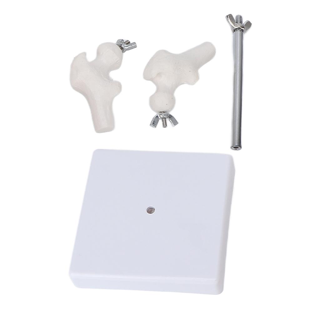 Vertebral Column Model Flexible Spine Caudal Vertebra Anatomical Model with Spinal Nerves for Science Classroom Teaching