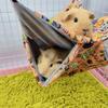 Double Layer Pets Hammock Plush Warm Bed Hamster Cage Sleeping Pad Print Guinea Pig Bed Rodent Hammock Chinchilla Little House