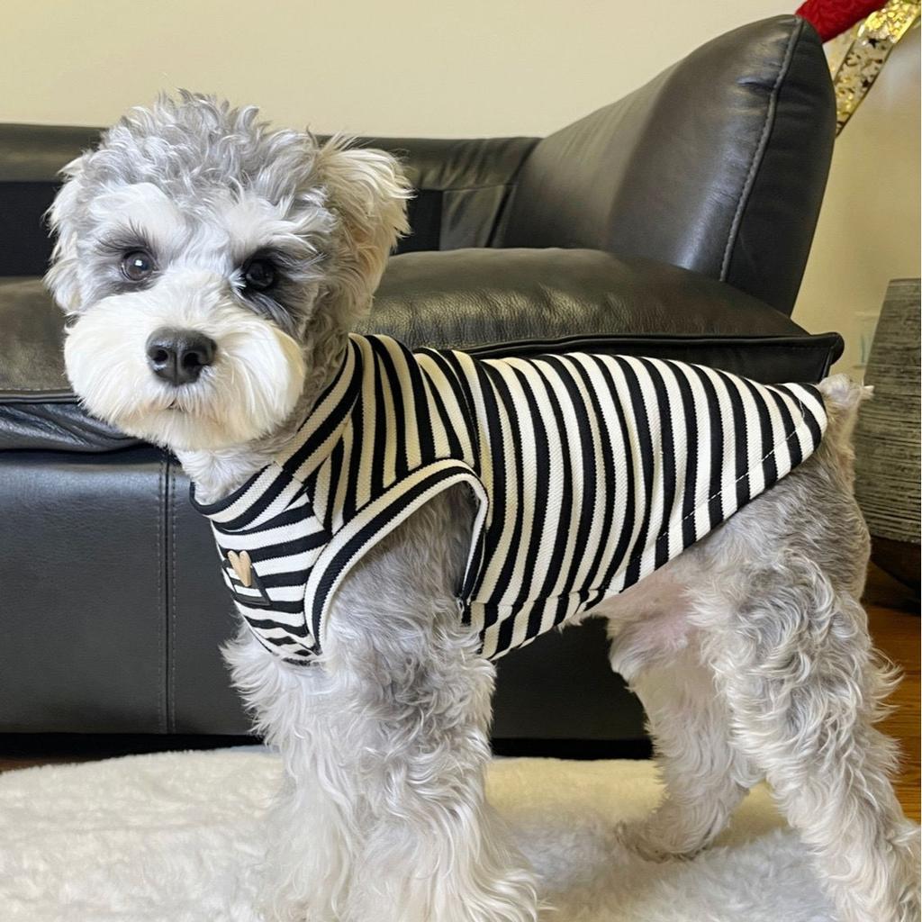Pet clothes puppy dog summer vest thin homewear ins striped Yorkshire teddy cuter than bear