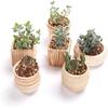 Sun-E 3 Inch Ceramic Wooden Pattern Succulent Plant Pot Cactus Plant Pot Flower Pot Container Planter Gift Idea 6 in Set