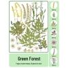 Autumn Leaf & Plant Specimen Bookmark with Dried Flowers and Lamination Film
