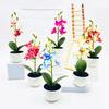 Potted Simulated Phalaenopsis Artificial Artificial Flower Desktop Ornament